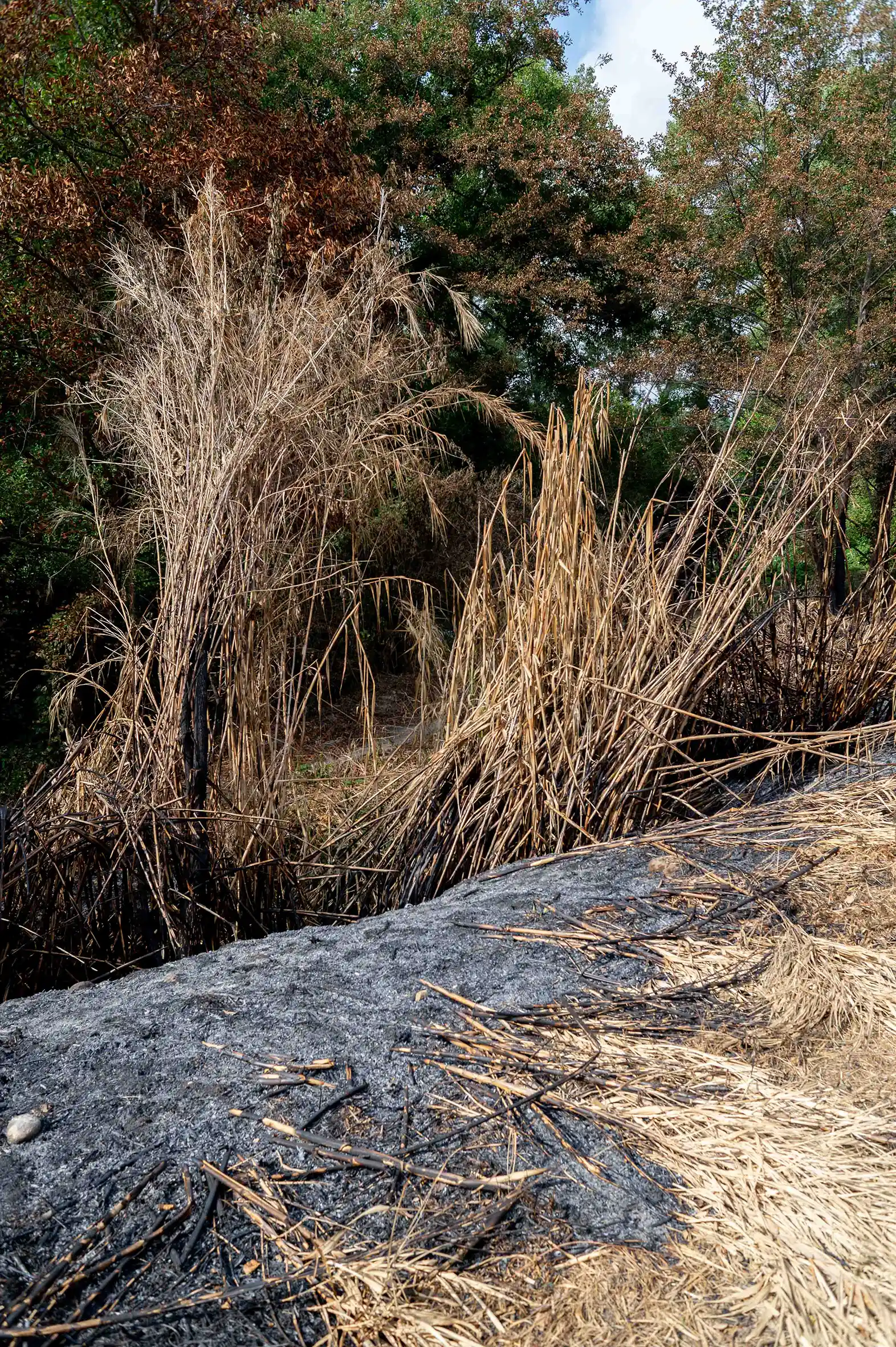 Le fruit du feu le fruit du feu/photos/16.webp
